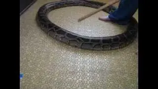 Louise Python at 11.5 ft is bent into a circle  what is diameter?