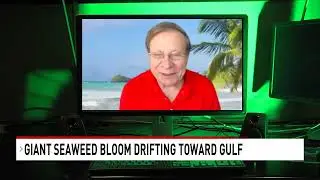 Could a giant seaweed bloom impact Gulf Coast beaches? - NBC 15 WPMI
