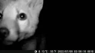 Fox cub checking out the Coolife H953