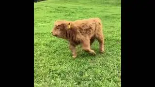 happy cow being let out into the spring grass. Amazing Moment 2022