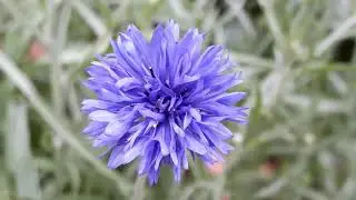 Метличина / Knapweeds