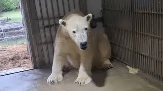 飼育員さんと水遊び♪はしゃぐフブくん♪♪
