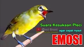PLECI GACOR suara ngalas - (PANCINGAN PLECI) MEMANGGIL LAWAN BUNYI EMOSI NGALAS GACOR