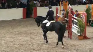 ♥  Diarado (stallion Holst)