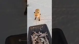 УМНА ДЕВКА!