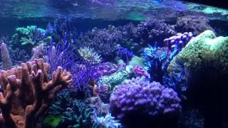 Show tank Reef-corner 2
