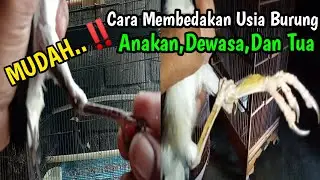 CARA MUDAH MELIHAT USIA BURUNG - BURUNG JALAK