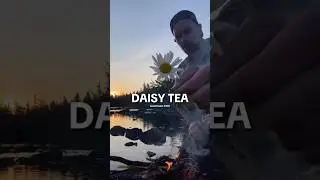 EVER TRY A DAISY OR DAISY TEA? #daisy #forager #daisytea #oxeyedaisy #newfoundland #fellerpine