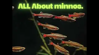 ALL ABOUT THE AQUARIUM MINNOWS