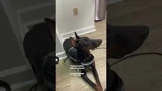 Service dog visits Dr&rsquo;s office for the first time. How&rsquo;d she do? #fyp #shorts #dog #youtube #puppy