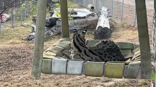Do Serval Cats Have Stripes or Spots?  #cat #catvideo #catvideos #facts #animalfacts #funfacts #cats