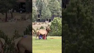 A bull elk screaming out a bugle after getting denied by cow. 😆#estesparkcolorado