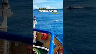 Dolphins in Andaman Sea #travel #nature #dolphins #dolphin #andaman #nature #nature #india #love
