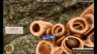 Hunting Spiders to Extinction | DRUNK ON NECTAR