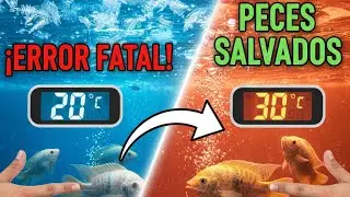 ¡CUIDADO! Si el agua baja de ésta temperatura, tus TILAPIAS podrían no comer.-