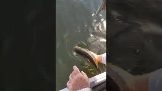 Remise &agrave; l'eau achigan! Bass released!  #fishing #fish #achigan #fishingtrip #p&ecirc;che  #poisson #bass