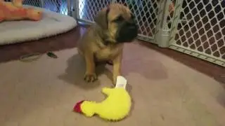 Red fawn girl playing