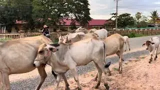 Bucows - cows roaming fields, Cows,Buffalo, dogs, Animals mating