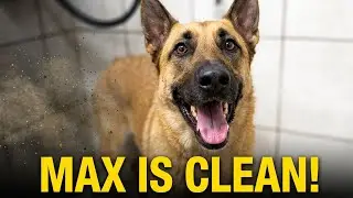 Doggie Smells Gone! Max is Clean again.    #German Shepherd. #Belhian Malinois. #funny, #dogs. #pets