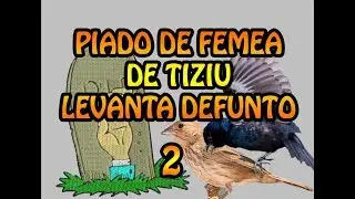 PIADOS DE FEMEA DE TIZIU LEVANTA DEFUNTO 2
