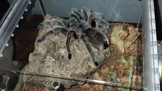 Rehousing my Grammostola rosea             (Chilean Rose Tarantula)