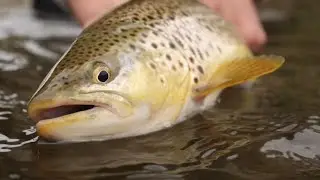 This SEA TROUT fishing at Fyn, DENMARK is crazy! (Sea Trout, havs&ouml;ring, sj&oslash;&oslash;rret, meerforelle)