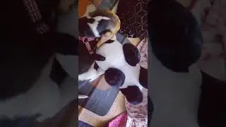 Attention!! Beagle attacking Panda!!! cute beagle puppy play time!!