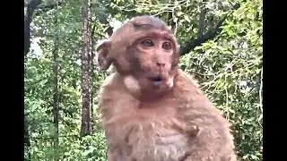 Sweatpea eating too much and fast as like a pig or afraid of other monkeys come to grab his foods