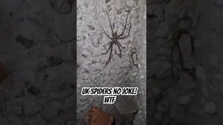 UK SPIDERS NO JOKE 😶&zwj;🌫️ Check this Dude..... WTF