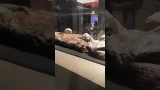 Sobek God Mummification | Grand Egyptian Museum #mummification  #sobek