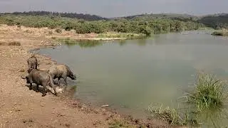 Did you know that buffaloes are powerful swimmers? #buffalo #big5 