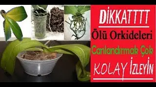 Ölü orkideleri nasıl canlandırırız? How do dead orchid flowers look?