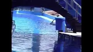 Abertura Show das Baleias - Sea World - Shamu Stadium