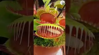 Venus Flytrap Devours Prey in Seconds! 🌿⚡ #shorts #plants #botany