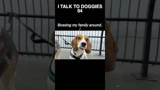 I TALK TO DOGGIES 04 #funny #dog #shorts