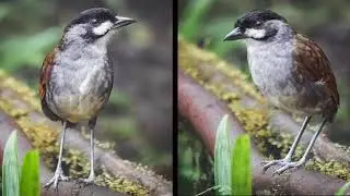 Ecuador's Southern Birds 1080P