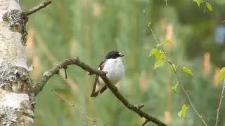 Ficedula hypoleuca (Pied flycatcher, Мухоловка-пеструшка)