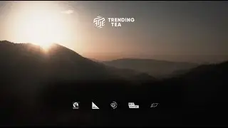 TrendingTea B Corp - Our Story | FAIR FROM LEAF TO CUP