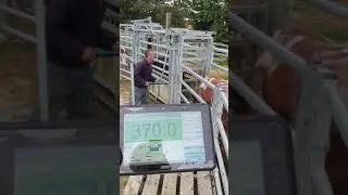 Weighing cattle with the NEW Te Pari T30 Wireless Scale system