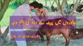 Treatment Of Food Poisoning In Cattle |Dr Mushtaq Ansari