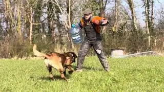 Building Pressure Tolerance: Conditioning a Young Dog to Fight Through Disruption