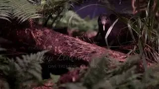 Ōtorohanga Kiwi House | New Zealand Native Wildlife