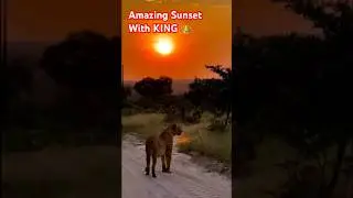 The beauty of nature |Sunset in Forest #best #funny #youtubeshorts#shortsfeed #cute #animals #viral