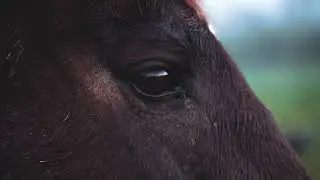 From Auction Pen to Pasture &mdash; Ember&rsquo;s Second Chance