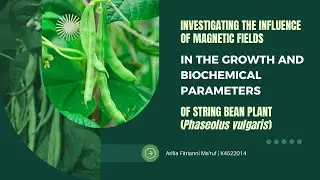 The Influence of Magnetic Fields in String Bean Plants (Phaseolus vulgaris)