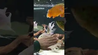 My geophagus cichlids #geophagus