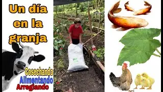 UN DIA CONMIGO EN LA GRANJA - ACOMPAÑAME A SEMBRA Y ALIMENTAR A LOS ANIMALES - vlog del borrego