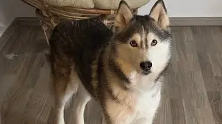 Husky morning #huskies