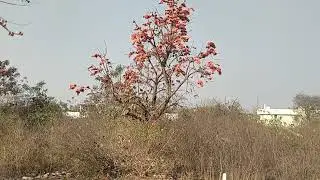 Moduga tree with shiva flowers
