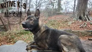 Fully Trained Czech German Shepherd for Sale | AKC Registered | Meet Mace! 🐾